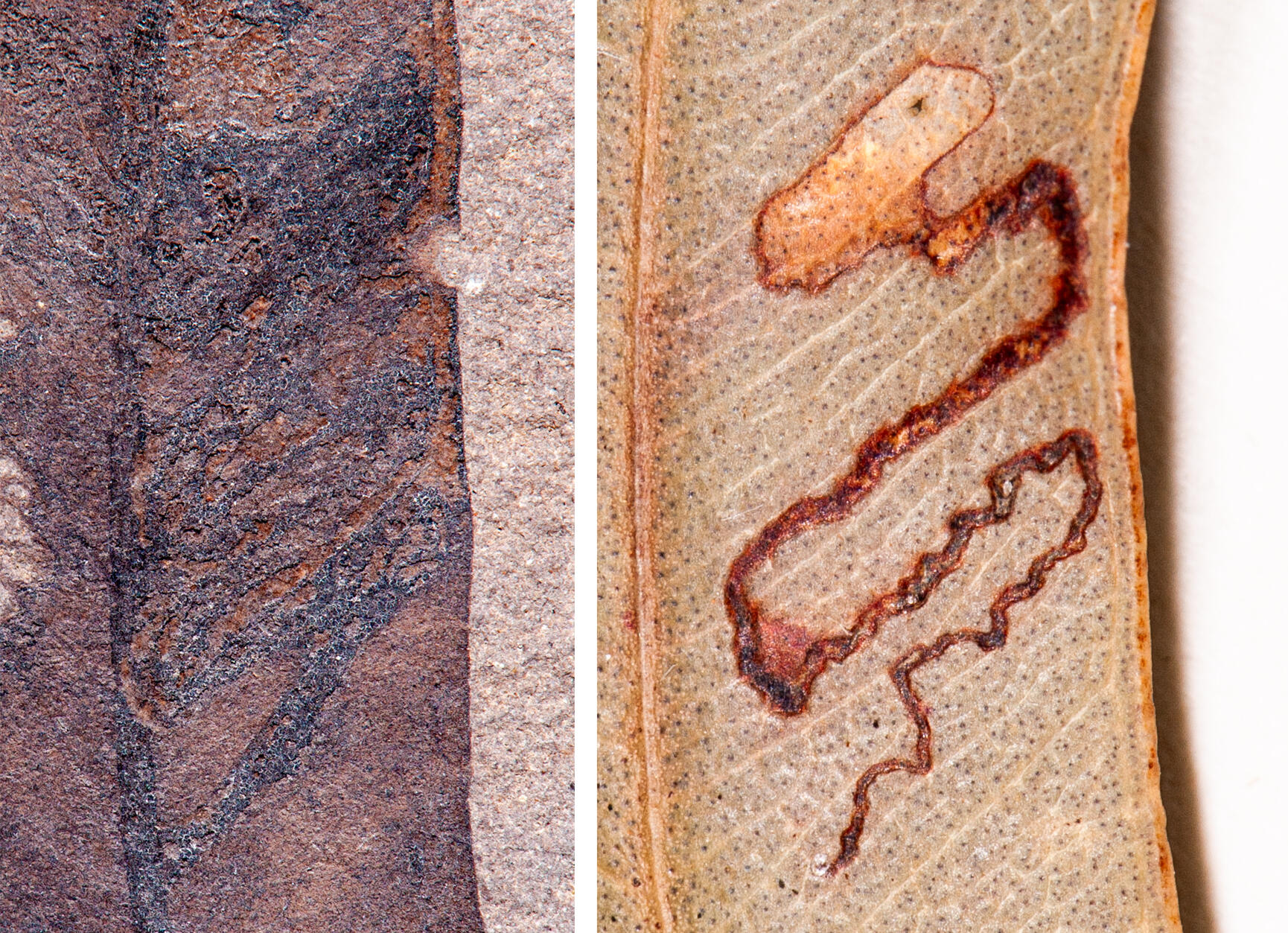 Fossil mine on a 52 Ma Eucalyptus fossil from Patagonia (left) and extant analog on Eucalyptus major from Australia. Click image for link to paper.